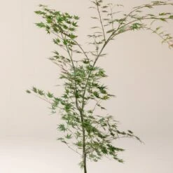 Acer Palmatum ‘Aoyagi’ -The Palm Centre A 18652 60100fbcb4f4d 1