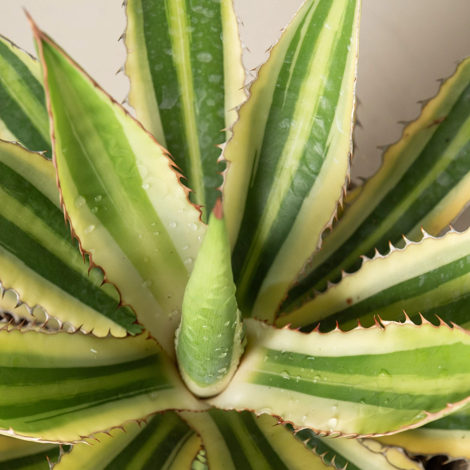 Agave Lophantha 4 Agave Lophantha - Image 2