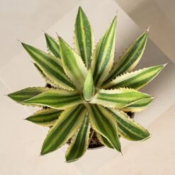 Agave Lophantha 13 Agave Lophantha -The Palm Centre Agave lophantha ALO 2 2 scaled 1