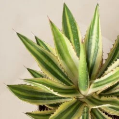 Agave Lophantha 15 Agave Lophantha -The Palm Centre Agave lophantha ALO 2 5 scaled 1