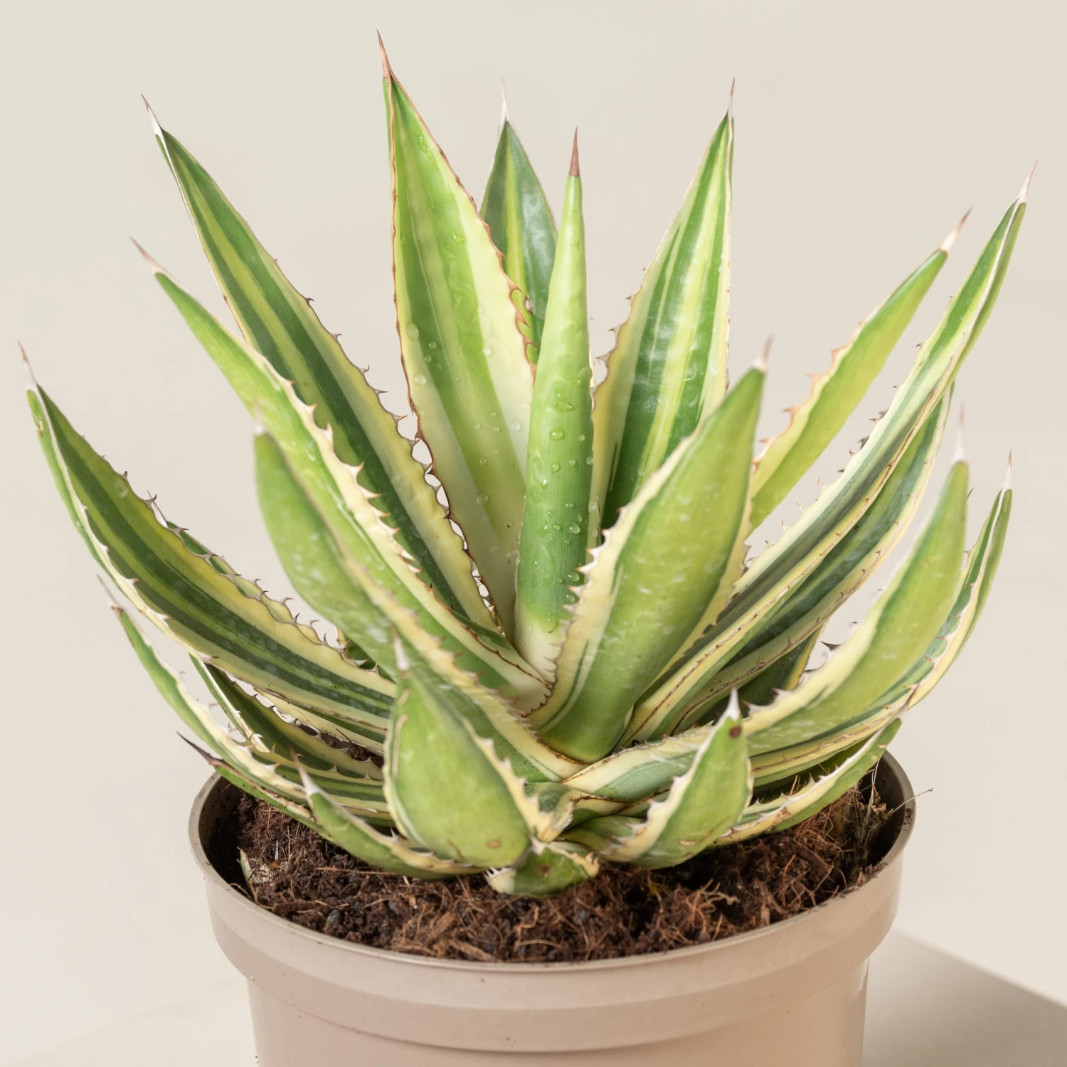 Agave Lophantha 10 Agave Lophantha - Image 8