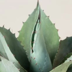 Agave Ovatifolia -The Palm Centre Agave ovatifolia AOV 5 scaled 1