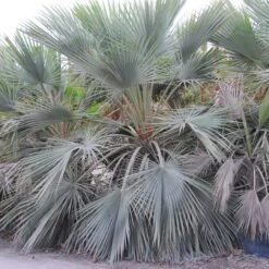 Brahea Armata -The Palm Centre BAR 4 scaled 1