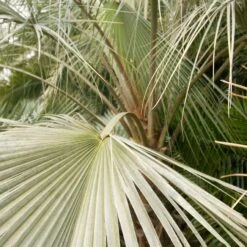 Brahea Armata -The Palm Centre BAR 5 scaled 1