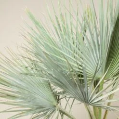 Brahea Armata -The Palm Centre BAR 90 2 scaled 1