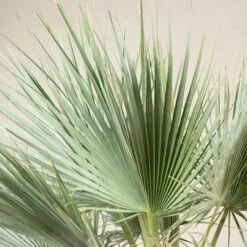 Brahea Armata -The Palm Centre BAR 90 3 scaled 1