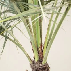 Brahea Armata -The Palm Centre BAR 90 4 scaled 1