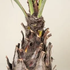 Brahea Armata -The Palm Centre BAR 90 5 scaled 1