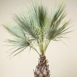 Brahea Armata -The Palm Centre BAR 90 6 scaled 1
