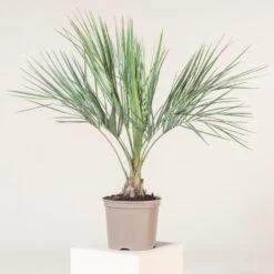 Butia Odorata -The Palm Centre BCA 71