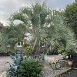 Butia Odorata -The Palm Centre BCA 60a93fbe8a4d7