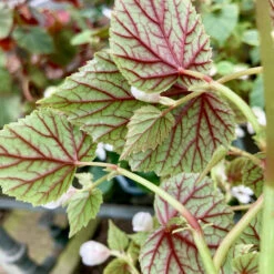 Begonia Grandis Subsp. Sinensis ‘Snowpop’ -The Palm Centre BSN 62186866ac8d4