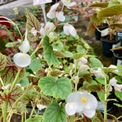 Begonia Grandis Subsp. Sinensis ‘Snowpop’ -The Palm Centre BSN 62186868c893e