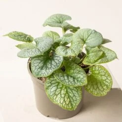 Brunnera Macrophylla ‘Jack Frost’ -The Palm Centre B 15584 60164c7c60e61 1