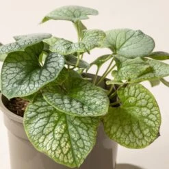 Brunnera Macrophylla ‘Jack Frost’ -The Palm Centre B 15584 60164c7d25222 1
