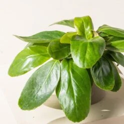 Bergenia Cordifolia ‘Pink Ice’ 10 Bergenia Cordifolia ‘Pink Ice’ -The Palm Centre B 18638 600ff209256d4 1