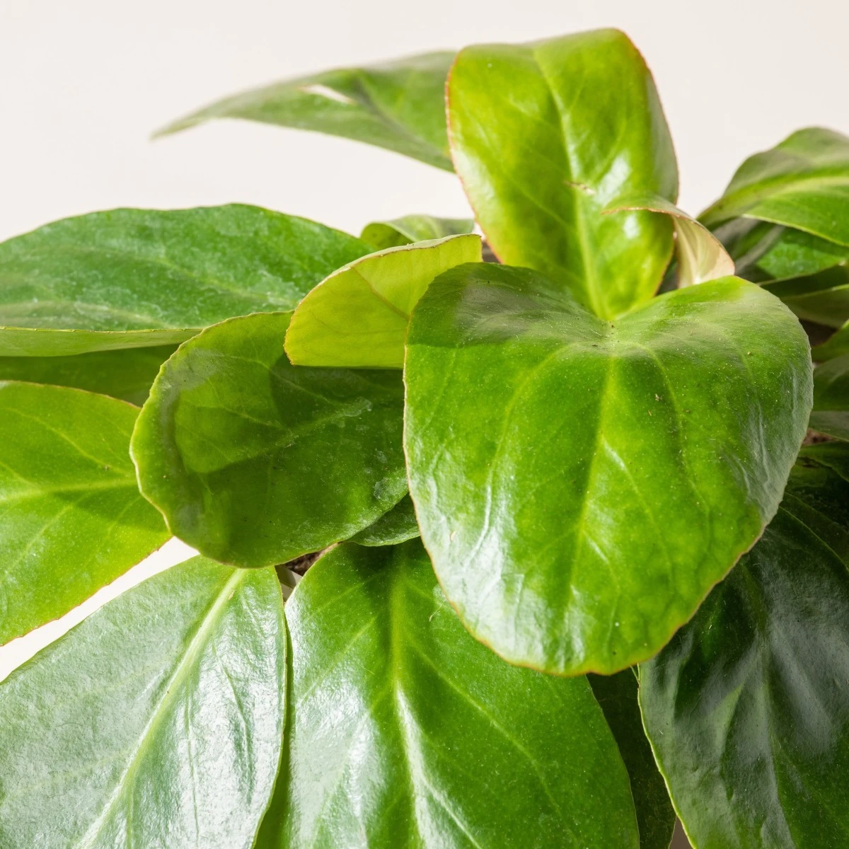 Bergenia Cordifolia ‘Pink Ice’ 4 Bergenia Cordifolia ‘Pink Ice’ - Image 2