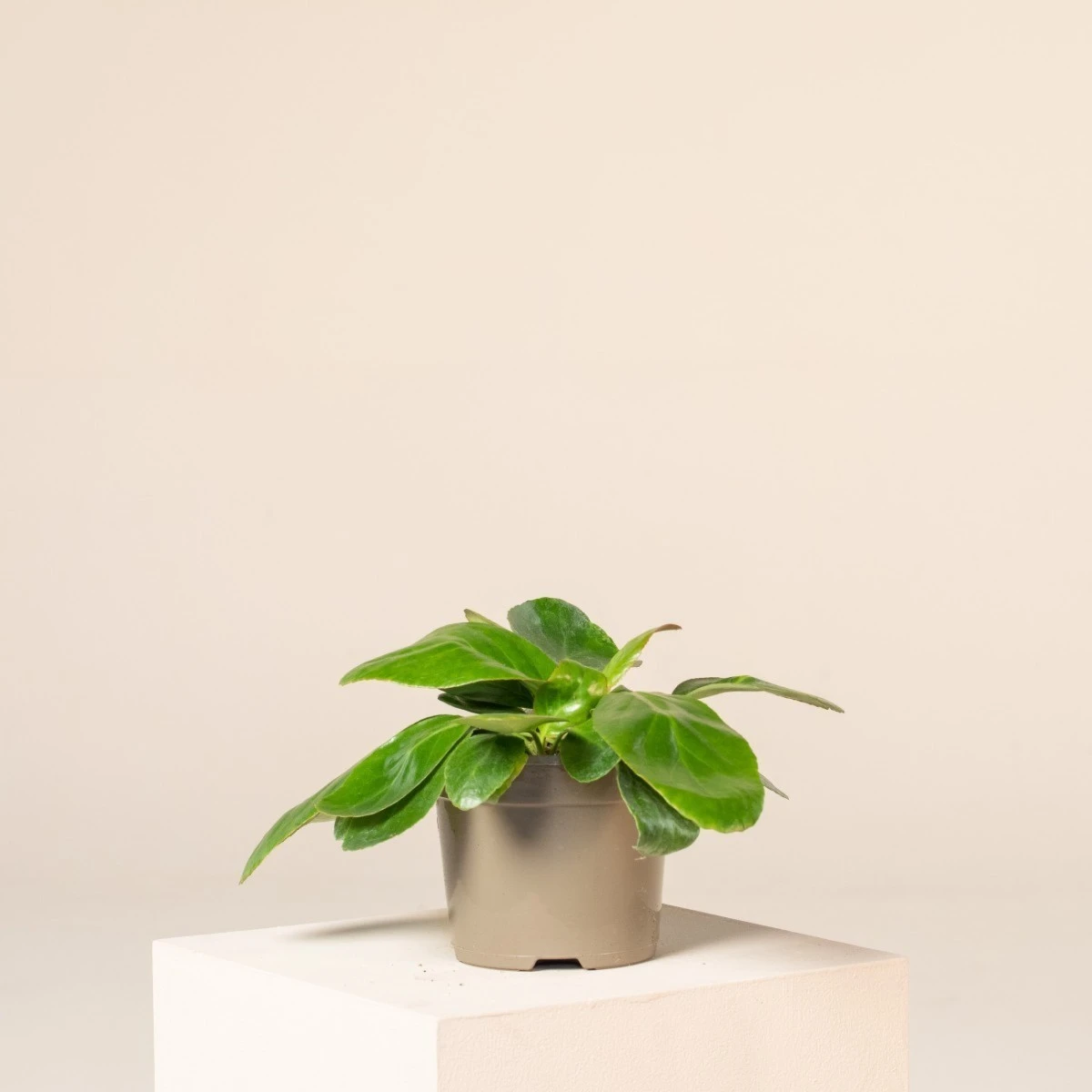 Bergenia Cordifolia ‘Pink Ice’ 5 Bergenia Cordifolia ‘Pink Ice’ - Image 3