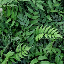 Cyrtomium Fortunei ‘Clivicola’ -The Palm Centre CCV 1 3