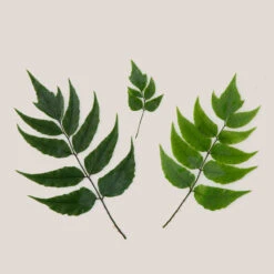 Cyrtomium Fortunei ‘Clivicola’ -The Palm Centre CCV 1 bg