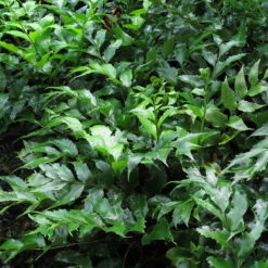 Cyrtomium Fortunei ‘Clivicola’ -The Palm Centre CCV 2 2