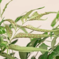 Cyrtomium Devexiscapulae -The Palm Centre CDX 3 1 scaled 1