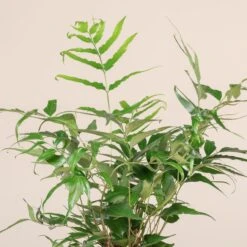 Cyrtomium Devexiscapulae -The Palm Centre CDX 3 3 scaled 1