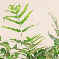 Cyrtomium Devexiscapulae -The Palm Centre CDX 3 4 scaled 1