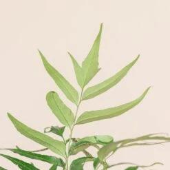 Cyrtomium Devexiscapulae -The Palm Centre CDX 3 5 scaled 1