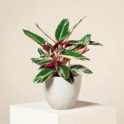 Stromanthe Sanguinea ‘Triostar’ -The Palm Centre CEI 1