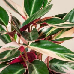 Stromanthe Sanguinea ‘Triostar’ -The Palm Centre CEI 4