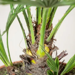 Chamaerops Humilis ‘Etna Star’ -The Palm Centre CET
