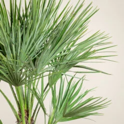 Chamaerops Humilis ‘Etna Star’ -The Palm Centre CET 3