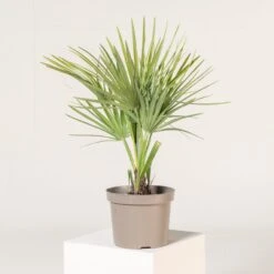 Chamaerops Humilis ‘Etna Star’ -The Palm Centre CET 3 1 scaled 1