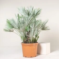 Chamaerops Humilis ‘Etna Star’ -The Palm Centre CET 70 5 scaled 1