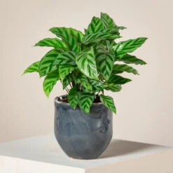 Calathea Concinna ‘Freddie’