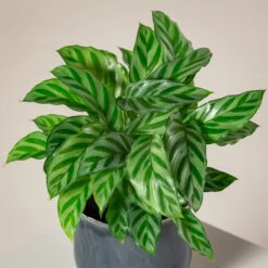 Calathea Concinna ‘Freddie’ -The Palm Centre CFD S 3