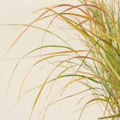 Anemanthele Lessoniana -The Palm Centre CGA 2 1 scaled 1