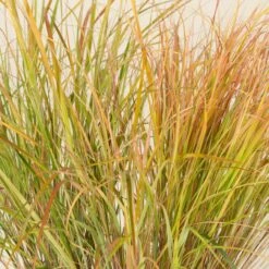 Anemanthele Lessoniana -The Palm Centre CGA 2 2 scaled 1