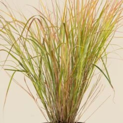 Anemanthele Lessoniana -The Palm Centre CGA 2 3 scaled 1