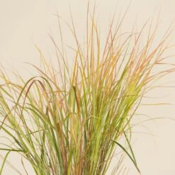 Anemanthele Lessoniana -The Palm Centre CGA 2 4 scaled 1