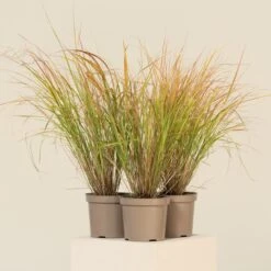 Anemanthele Lessoniana -The Palm Centre CGA 2 6 scaled 1