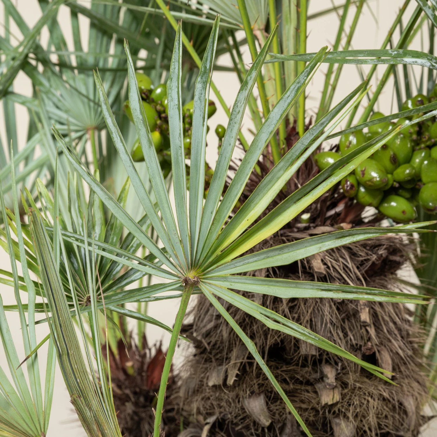 Chamaerops Humilis Var. Cerifera 4 Chamaerops Humilis Var. Cerifera - Image 2