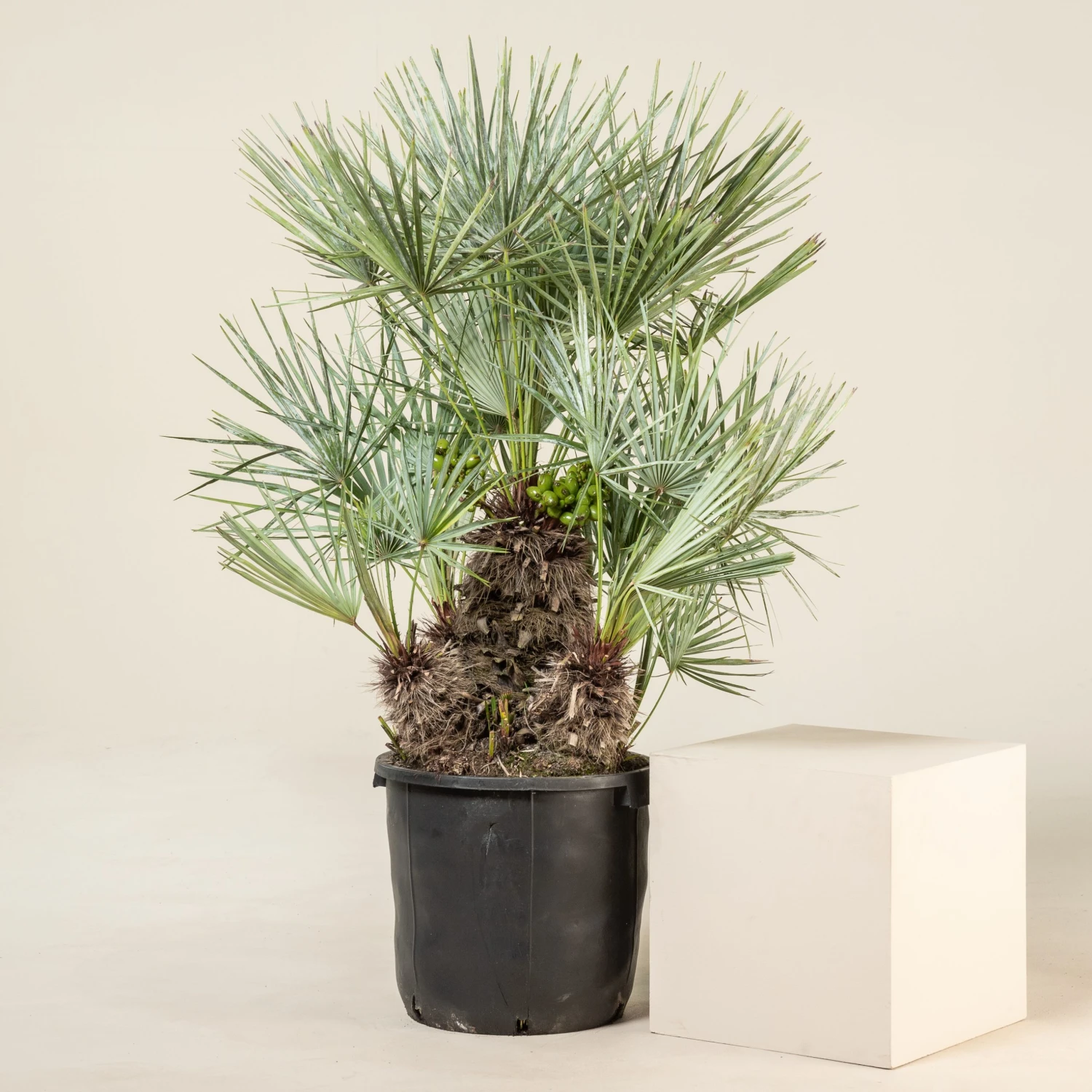 Chamaerops Humilis Var. Cerifera 3 Chamaerops Humilis Var. Cerifera