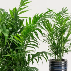 Chamaedorea Elegans -The Palm Centre CHE 2