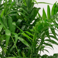 Chamaedorea Elegans -The Palm Centre CHE