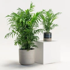 Chamaedorea Elegans -The Palm Centre CHE 3