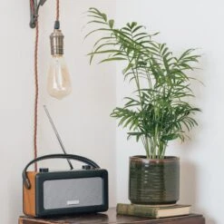 Chamaedorea Elegans -The Palm Centre CHE S IND JF13 6 scaled 1