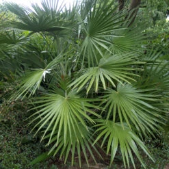 Chamaerops Humilis -The Palm Centre CHU 1 3