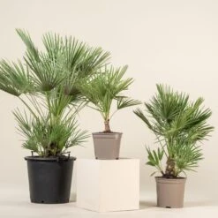 Chamaerops Humilis -The Palm Centre CHU 11 scaled 1